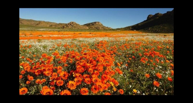From Stellenbosch: Wildflower West Coast Guided Private Tour - Springtime Transformation of Landscapes