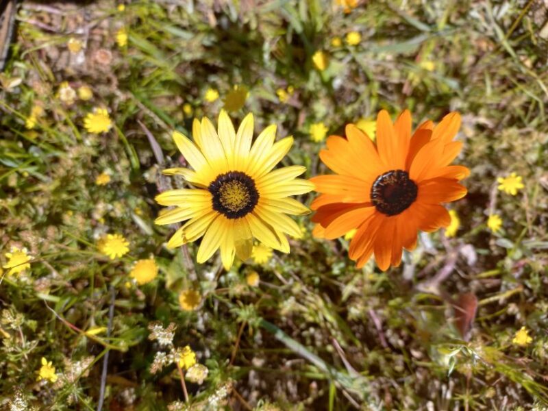 From Stellenbosch: Wildflower West Coast Guided Private Tour - Exploring West Coast National Park