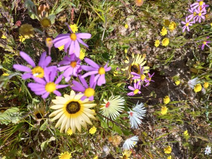 From Stellenbosch: Wildflower West Coast Guided Private Tour - Flower Bloom Timing