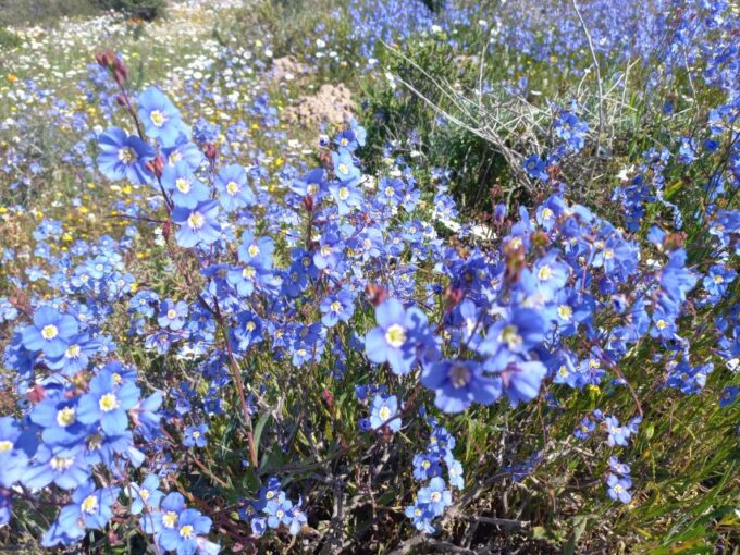 From Stellenbosch: Wildflower West Coast Guided Private Tour - Experience the Vibrant Blooms