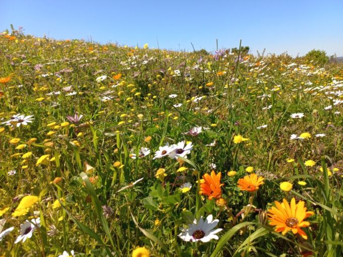 From Stellenbosch: Wildflower West Coast Guided Private Tour - Frequently Asked Questions