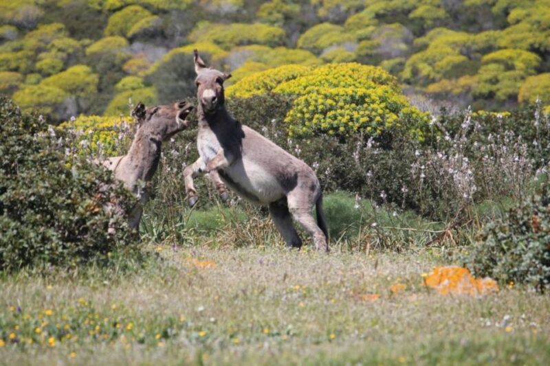 From Stintino: Asinara National Park Guided Tour by Minivan - Activity Details
