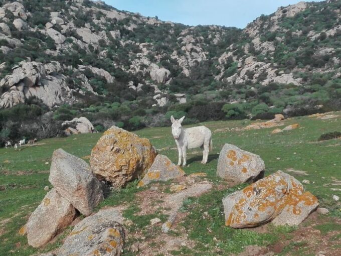 From Stintino: Asinara National Park Guided Tour by Minivan - Frequently Asked Questions