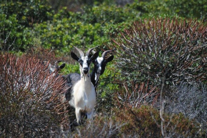 From Stintino: Off-Road Tour to Asinara - Getting to Asinara National Park
