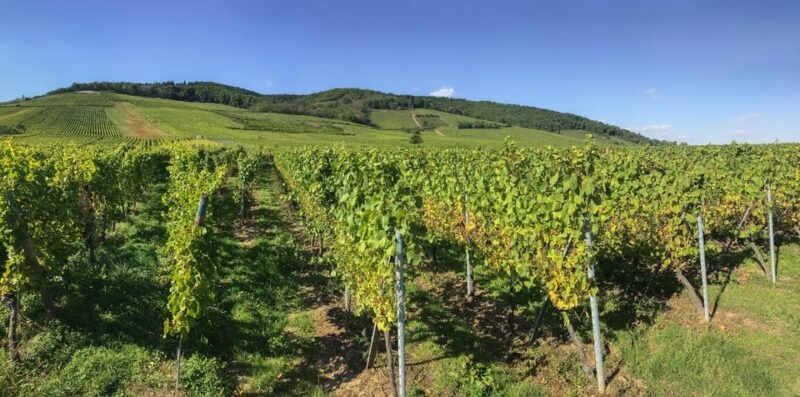 From Strasbourg: Colmar, Riquewihr, & Eguisheim Day Trip - Key Points