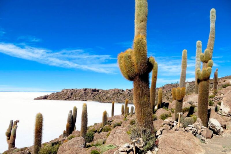From Sucre: Uyuni Salt Flat Tour 2 Days 1 Night - Important Information
