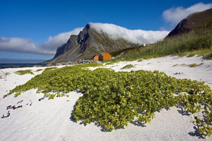 From Svolvær: Reine & Å Lofoten West Island Full Day Tour - Discover Reine