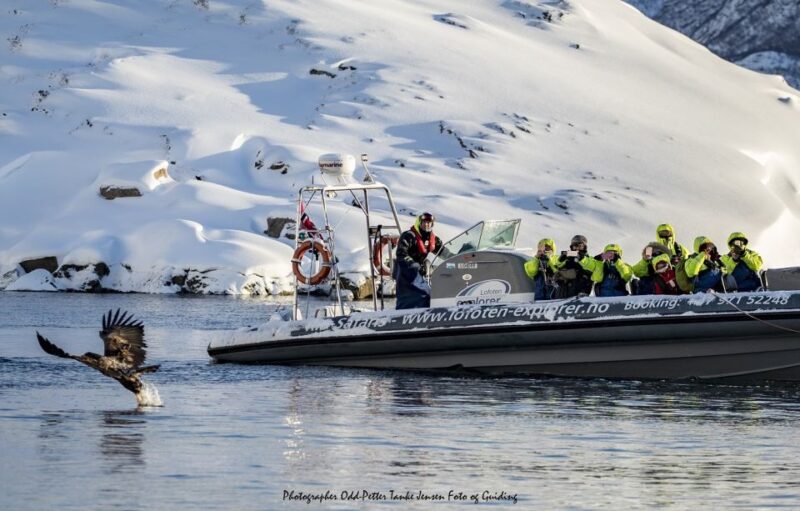 From Svolvaer: Trollfjorden Wildlife RIB Cruise - Tour Inclusions
