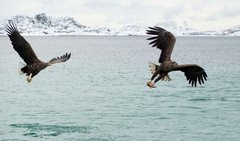 From Svolvaer: Trollfjorden Wildlife RIB Cruise - Customer Ratings