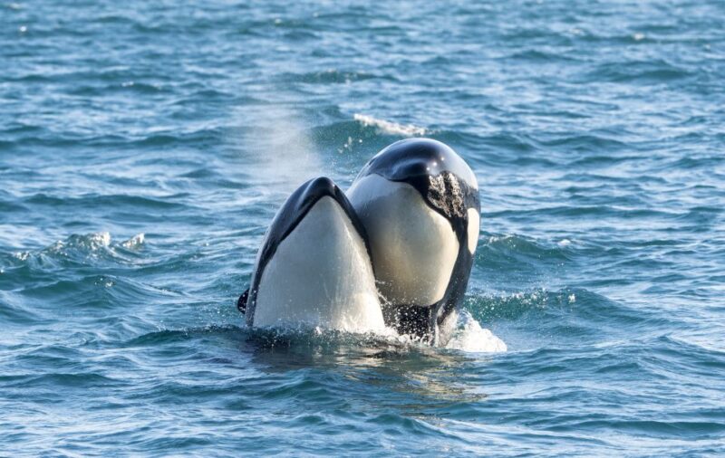 From Svolvær: Whale Watching Day Trip to Andenes - Itinerary and Transportation Details