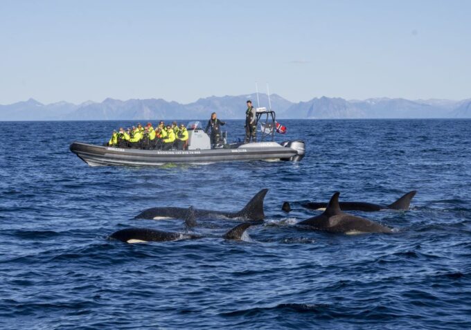 From Svolvær: Whale Watching Day Trip to Andenes - Customer Feedback and Ratings