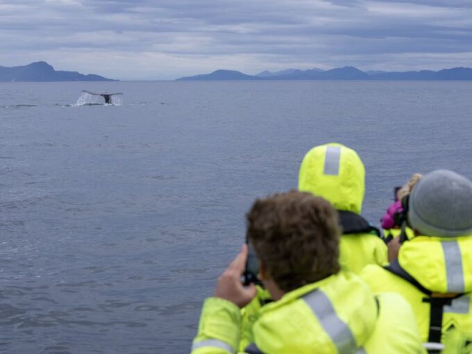 From Svolvær: Whale Watching Day Trip to Andenes - Recap