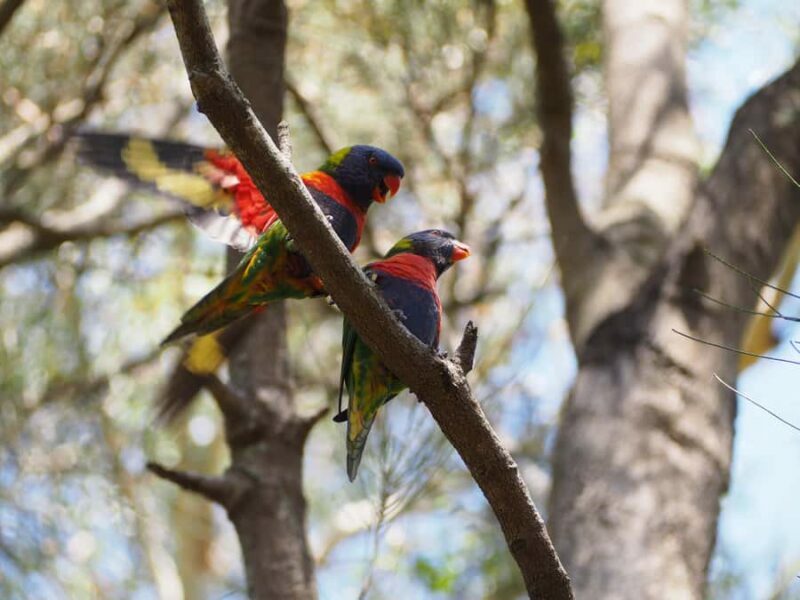 From Sydney: Australian Wildlife Safari with Lunch & Dinner - Key Points