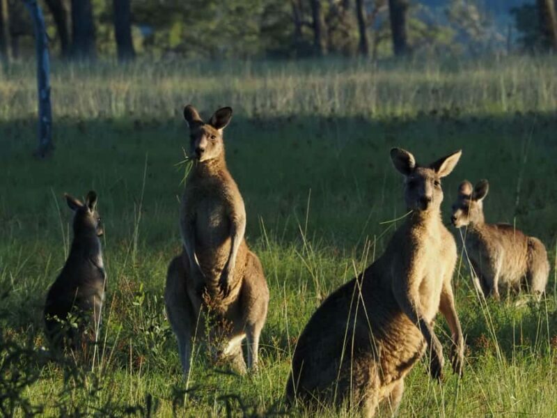 From Sydney: Australian Wildlife Safari with Lunch & Dinner - An In-Depth Look at the Wildlife Safari Experience