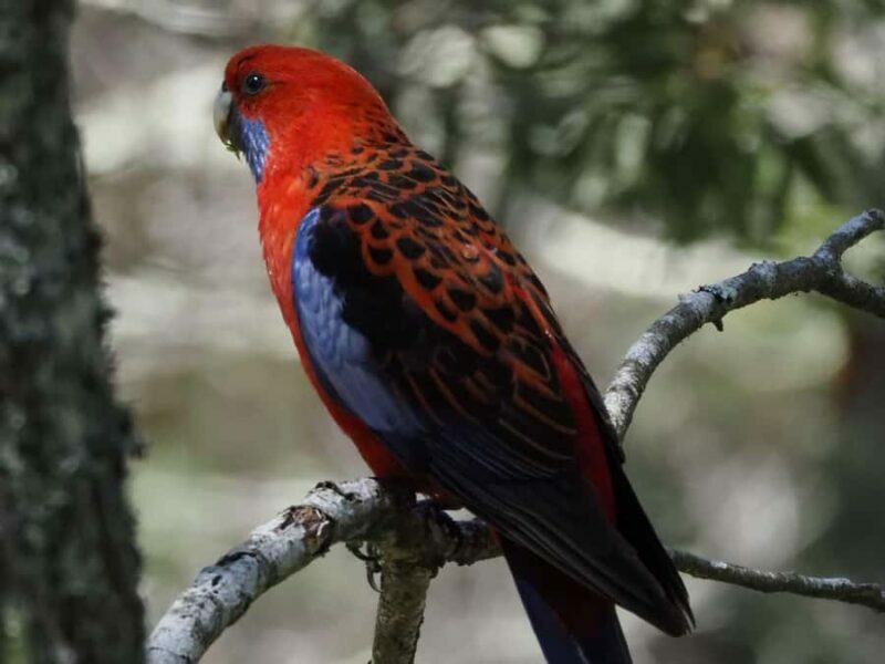 From Sydney: Australian Wildlife Safari with Lunch & Dinner - Authenticity and Authentic Encounters