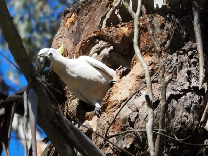 From Sydney: Australian Wildlife Safari with Lunch & Dinner - Who Will Love This Tour?