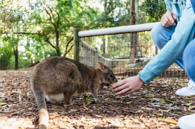 From Sydney: Blue Mountains Full-Day Trip - Inclusions and Exclusions