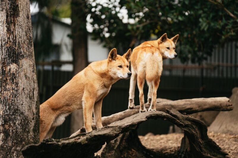 From Sydney: Blue Mountains Nature and Wildlife Tour - Key Points