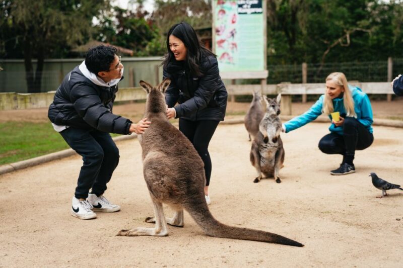 From Sydney: Blue Mountains Nature and Wildlife Tour - Itinerary
