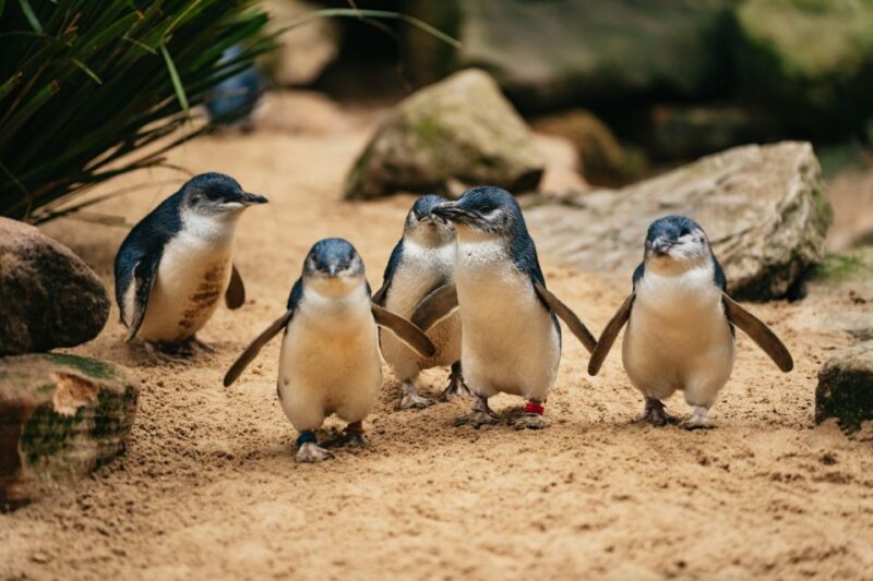From Sydney: Blue Mountains Nature and Wildlife Tour - Inclusions