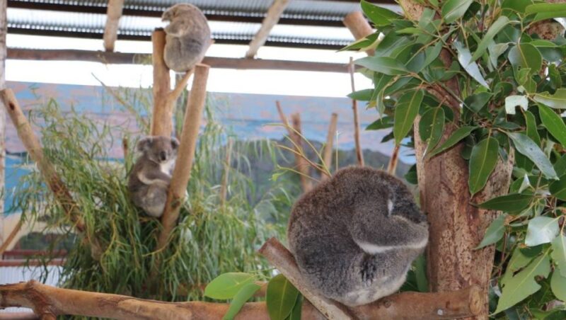 From Sydney: Blue Mountains, Scenic World & Sydney Zoo Tour - Sydney Zoo Experience