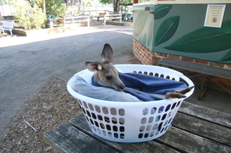 From Sydney: Blue Mountains Small-Group Tour Picnic & Hike - Visiting the Blue Mountains Botanic Garden