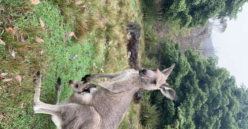 From Sydney: Blue Mountains & Wildlife Park & River Cruise - Key Points