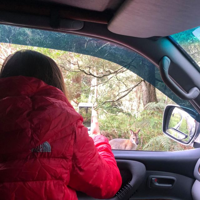 From Sydney: Blue Mountains & Wildlife Park & River Cruise - Featherdale Wildlife Park Experience