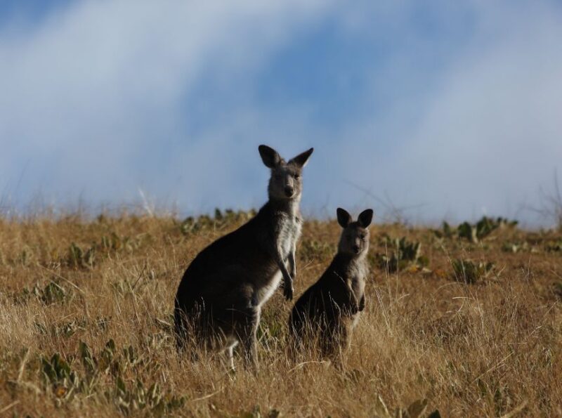 From Sydney: Canberra City Highlights and Floriade Day Tour - Comfortable Transportation and Knowledgeable Guides