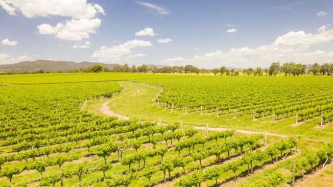 From Sydney: Hunter Valley Wine/Spirit Tasting Tour & Lunch - Environmentally Friendly Tour Approach