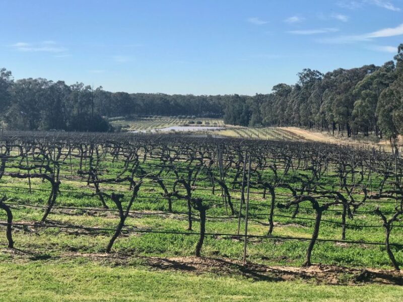 From: Sydney - Hunter Valley Wine Tasting Guided Day Tour - Winery Visits