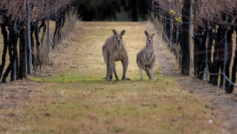 From: Sydney - Hunter Valley Wine Tasting Guided Day Tour - Dessert Stop