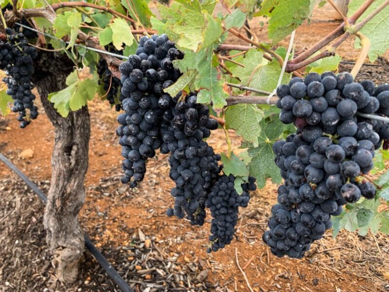 From Sydney: Hunter Valley Wine Tasting Private Day Tour - Key Points