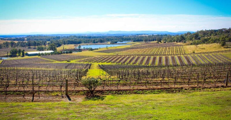 From Sydney: Hunter Valley Wine Tasting Private Day Tour - Highlights of the Day