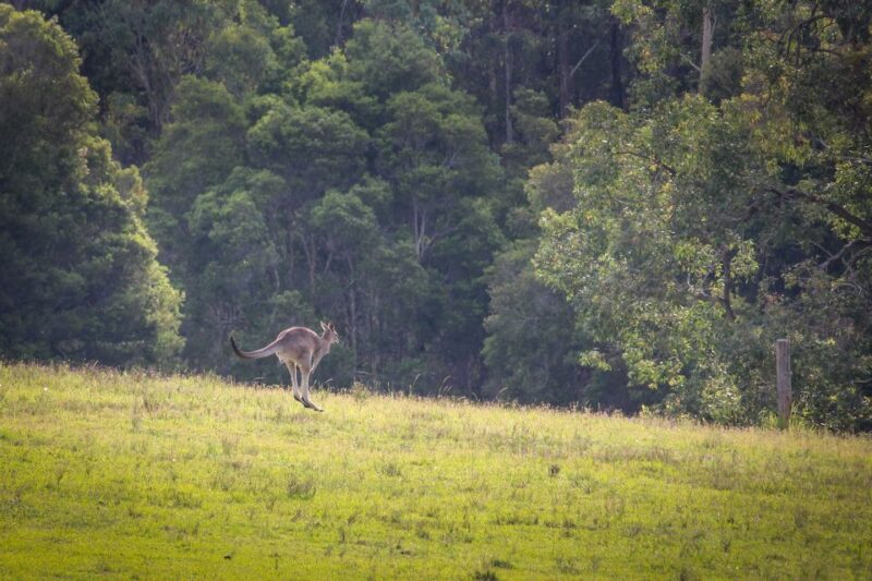 From Sydney: Hunter Valley Wine Tasting Private Day Tour - Important Details