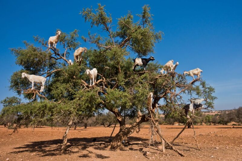 From Taghazout: Tree-Climbing Goats Sightseeing Tour - Booking Information