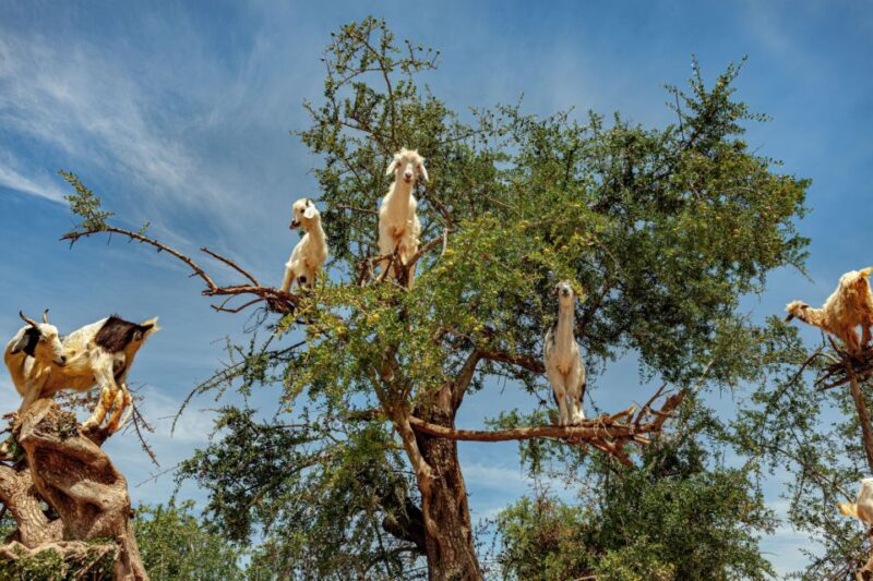 From Taghazout: Tree-Climbing Goats Sightseeing Tour - Experience Highlights
