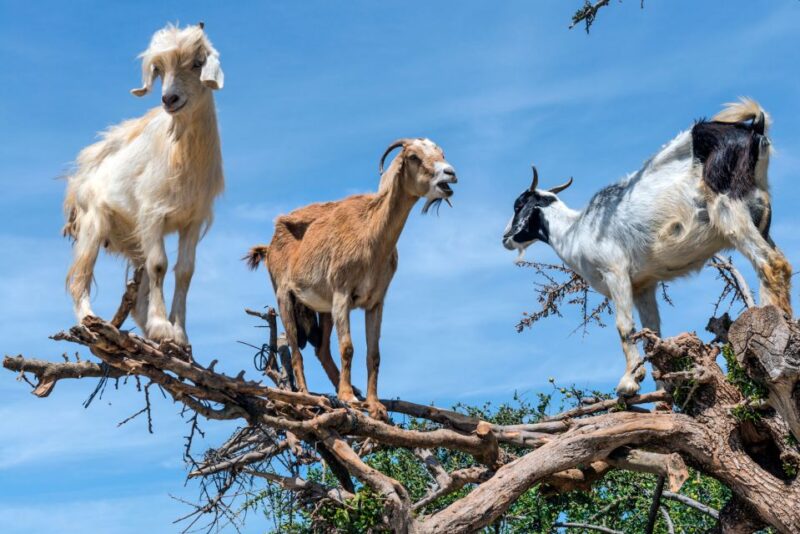 From Taghazout: Tree-Climbing Goats Sightseeing Tour - Transportation Details