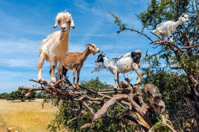 From Taghazout: Tree-Climbing Goats Sightseeing Tour - Goats Climbing Behavior