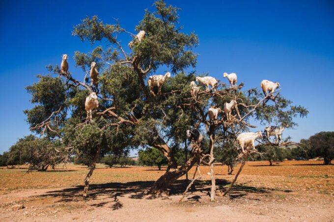 From Taghazout: Tree-Climbing Goats Sightseeing Tour - Tour Itinerary