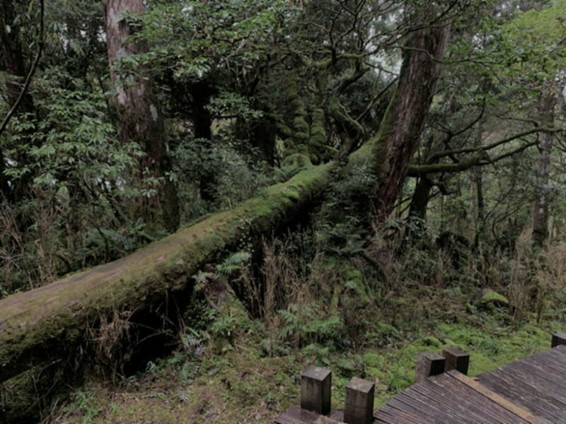 From Taipei: Taipingshan & Jiuzhize Hot Spring Private Tour - Key Points