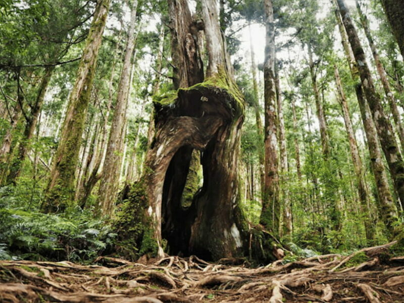From Taipei: Taipingshan National Forest Private Day Tour - Key Points