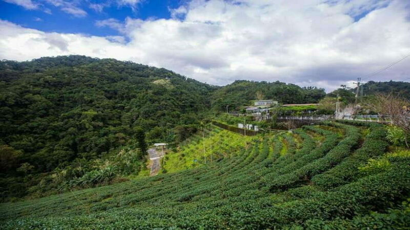 From Taipei: Thousand-Island Lake & Tea Museum Private Tour - Who Should Consider This Tour?