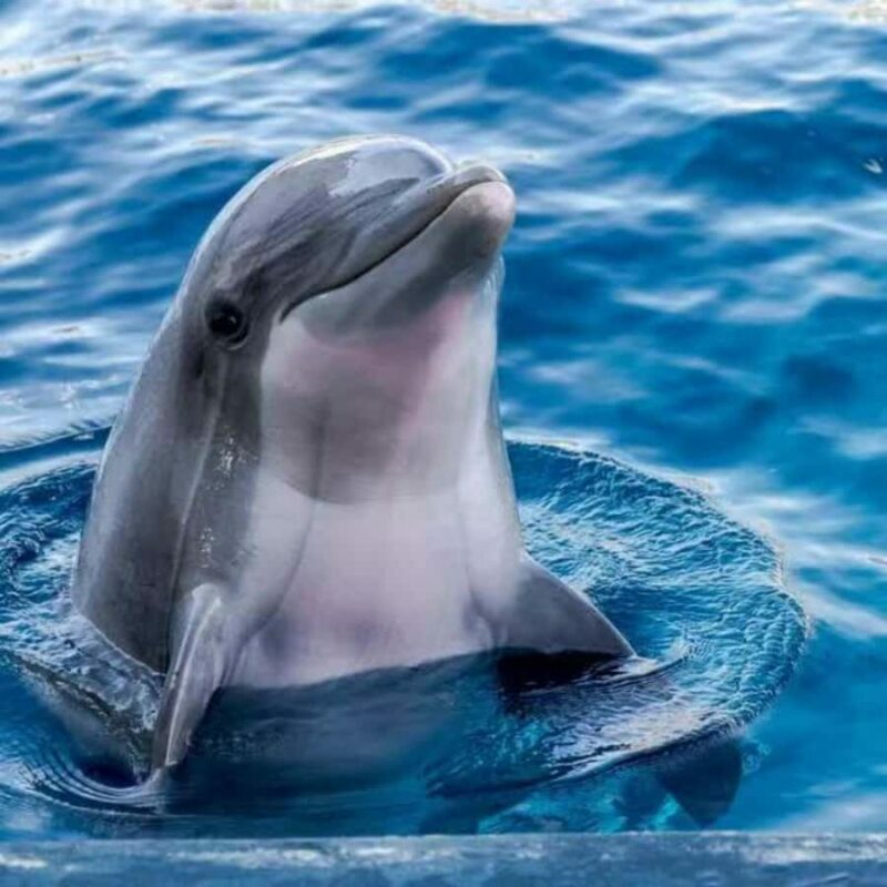From Taipei to Yilan:Dolphins, Waves, and Whispering Trees - Key Points