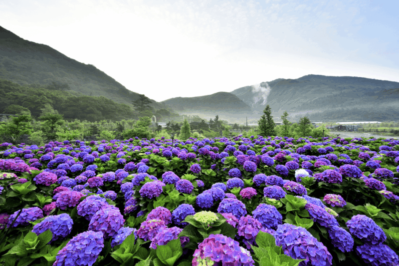 From Taipei : Yangmingshan, Yehliu, Jiufen, Shifen Day Tour - Yehliu Geopark