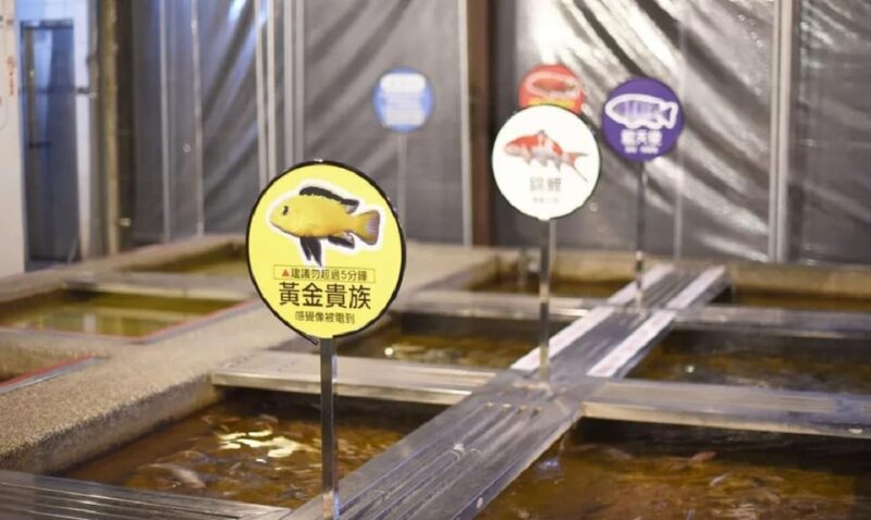 From Taipei: Yilan Funny Animal & Natural Day Tour - Key Points
