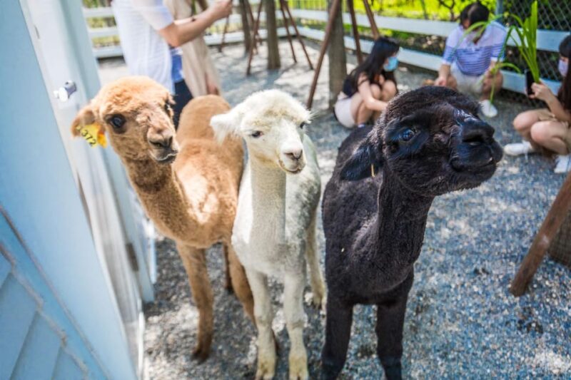 From Taipei: Yilan Funny Animal & Natural Day Tour - Zhang Mei Amas Farm