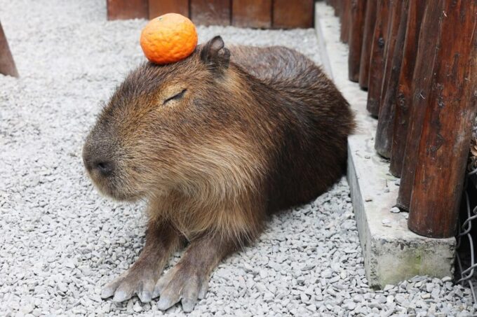 From Taipei: Yilan Funny Animal & Natural Day Tour - Frequently Asked Questions