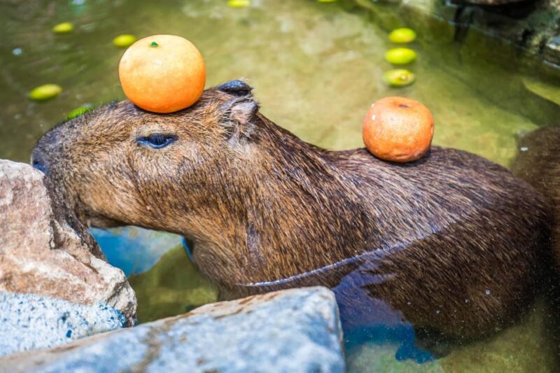 From Taipei: Yilan Funny Animal & Natural Day Tour - Experience Focus