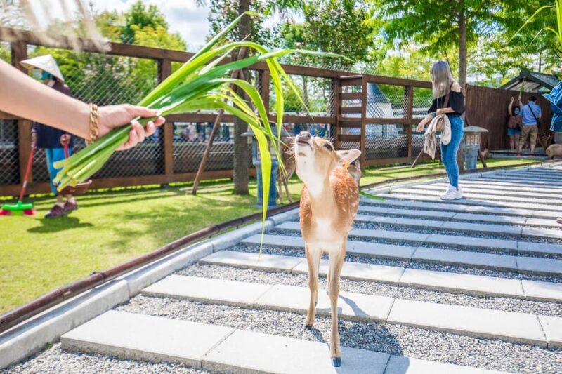 From Taipei: Yilan Funny Animal & Natural Day Tour - Zhang Mei Amas Farm